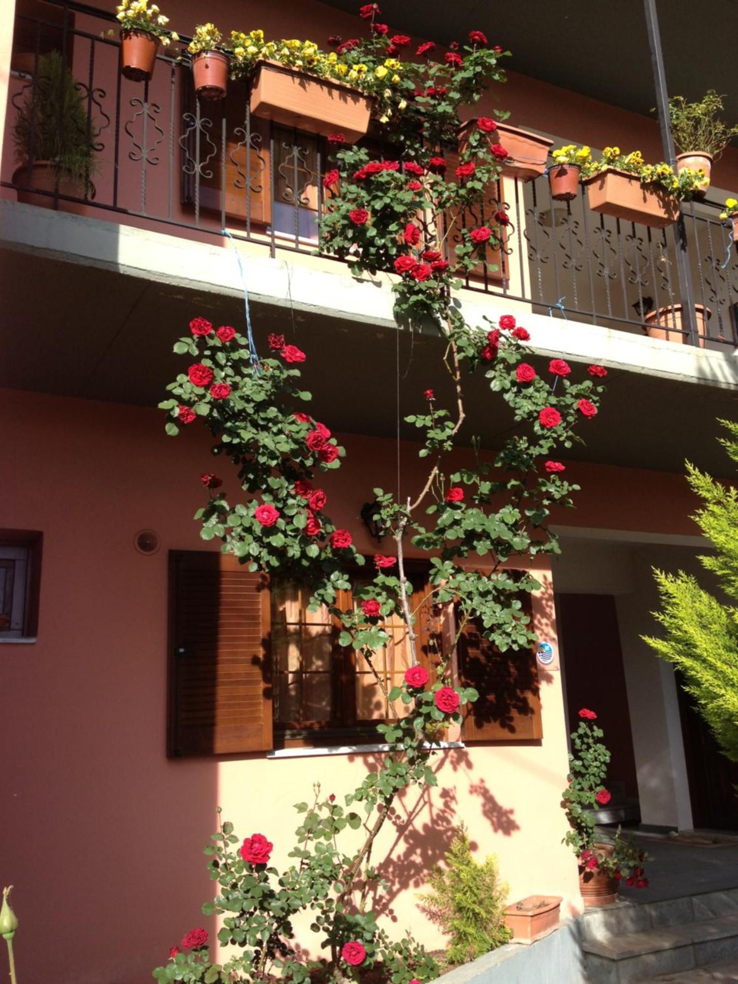 Artemis Apartments Konitsa Zewnętrze zdjęcie