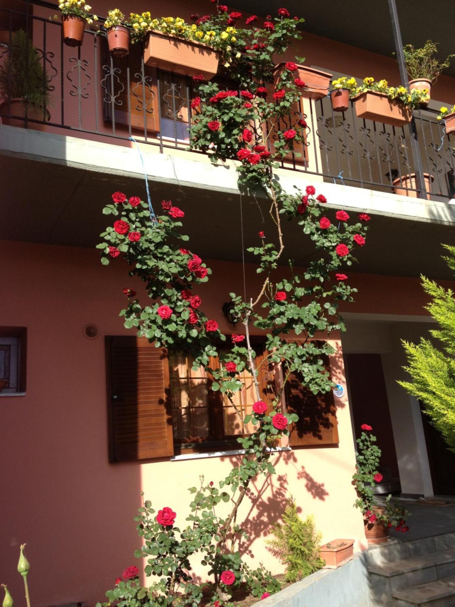 Artemis Apartments Konitsa Zewnętrze zdjęcie